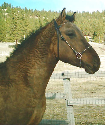 031703sandyheadfixed copy.jpg